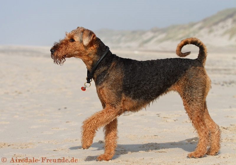 Featured image of post Airedale Terrier Charakter